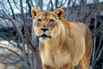 portrait of a lion