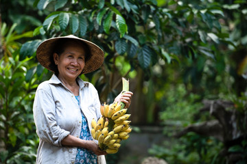 Local workers in the banana plantation, female farmers raise bananas on an organic farm, Thai Smile...