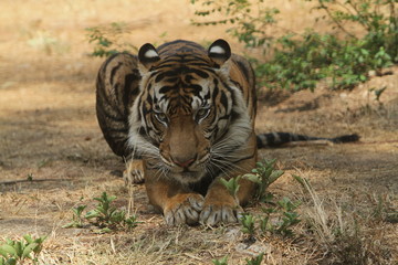 tiger in zoo