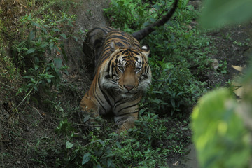 tiger in zoo