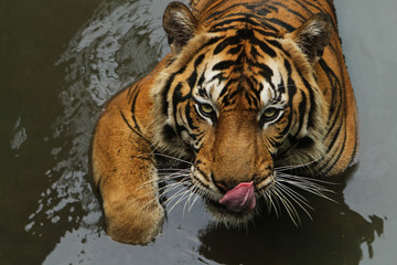 Naklejka premium tiger in water
