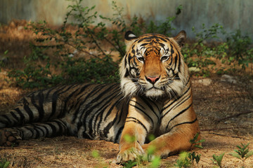 tiger in zoo