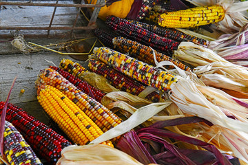 Colorful ornamental corn also known as Indian corn in the autumn harvest season