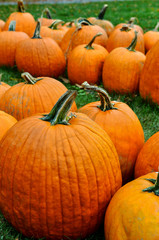 Pumpkins on farm in autumn