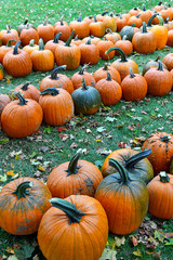 Pumpkins on farm in autumn