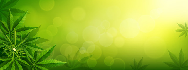 Fototapeta na wymiar Cannabis leaves or marijauna medical banner design.