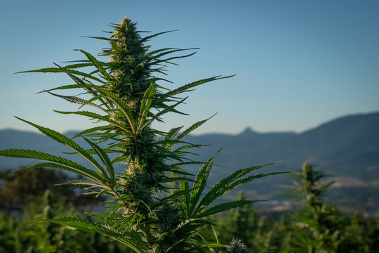 Close-up of marijuana flower bud on a farm in the hills above Ashland Oregon on a beautiful summer morning