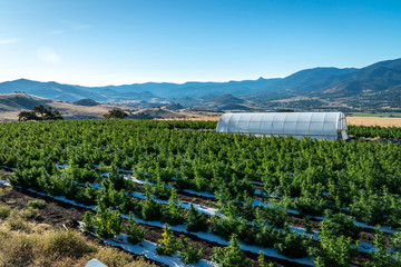 Rows of marijuana plants on a farm in the hills above Ashland in Southern Oregon on a beautiful sunny summer morning