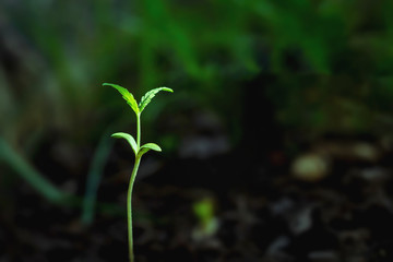 cannabis Plant growth on the soil