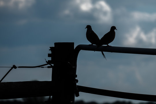 Silhouette of a pair of mourning doves backlit by a cloudy sky. Mates for life.