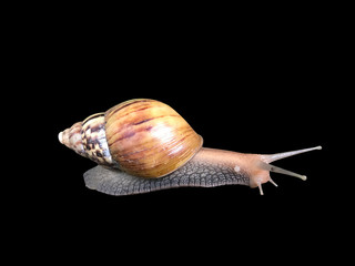 Snail die cut on black background