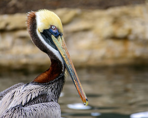 Brown pelican (Pelecanus occidentalis)