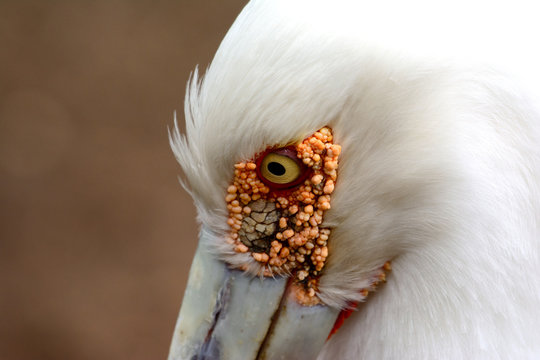 Maguari stork (Ciconia maguari)