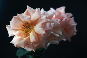 Peach Roses
