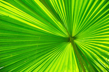tropical palm Green leaves background