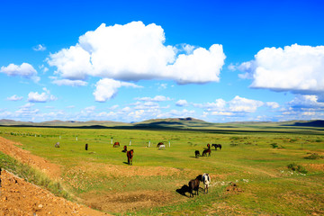 The horses are on the grassland