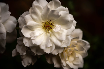 Close up of an Iceberg White Rose.