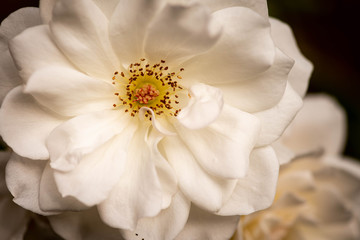 Close up of an Iceberg White Rose.