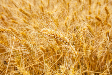 The wheat fields are under the blue sky and white clouds