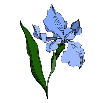 blue iris flower with green leaves clip art preview