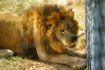 Obraz na płótnie Canvas African Lion in Zoo habitat, Montgomery AL