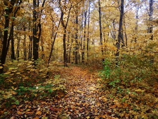 Obraz premium autumn in the forest