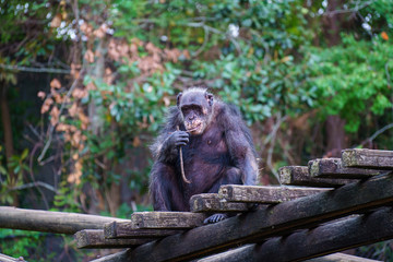 Chimpanzee in Zoo habitat, Montgomery AL