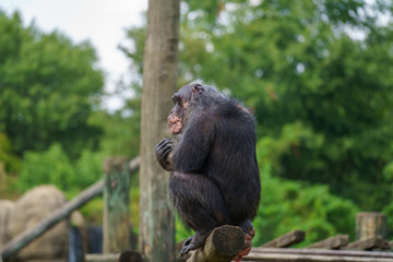 Chimpanzee in Zoo habitat, Montgomery AL