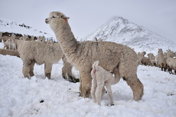 alpaca in front of mountains