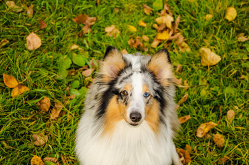 A three-color collie dog with eyes of different colors. A redhead autumn and dog.