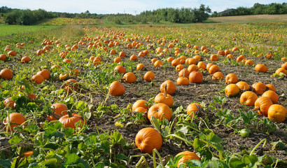 pumpkins in the field in autumn harvest season
