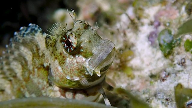 Jewelled blenny (Salarias fasciatus) close up while resting in the corals, slow motion. Moalboal, Cebu, Philippines.