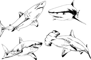 great white shark drawn in ink freehand sketch logo	