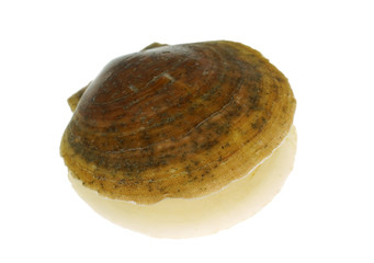 scallop shell isolated on the white background