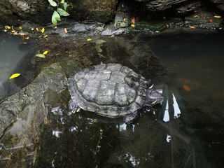 Turtle on a stone in a natural fish pond
