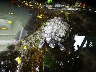 Turtle on a stone in a natural fish pond