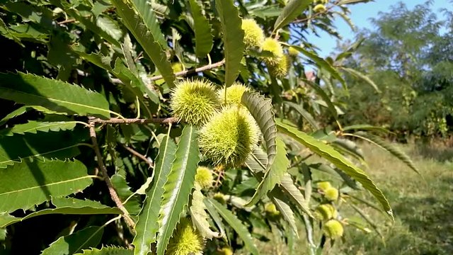 Delicious chestnuts growing in spiny cupules gently moving in an early autumn breeze while insects are flying around