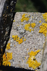 yellow lichen on a stone