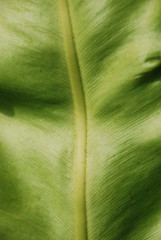 closeup of green leaf