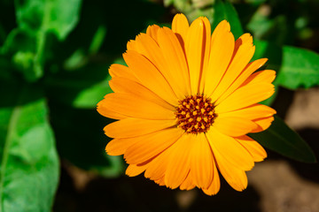 Orange Pot marigold or English marigold (Calendula officinalis) flower on leaf background. Soft colors.