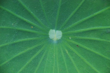 leaf, green, nature, plant, macro, water, texture, leaves, drop, garden, abstract, pattern, fresh, rain, flora, tree, closeup, foliage, detail, natural, lotus, vein, close-up, dew, summer