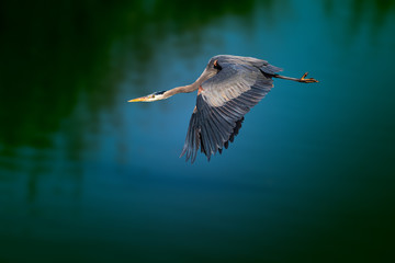 Great blue heron flying over lake