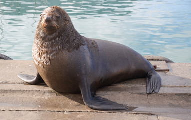 Fototapeta premium Sea Lion in Hout Bay, South Africa