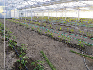 young tomato plants in a greenhouse