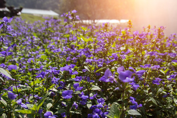 Obraz premium Beautiful colorful winter Flowers