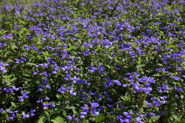 Beautiful colorful winter Flowers