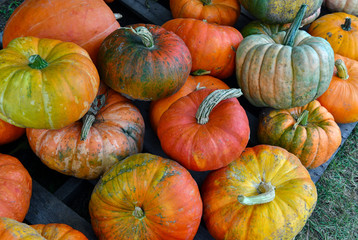 Colorful mixed gourds and squash in autumn on farm