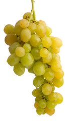 bunch of grapes isolated