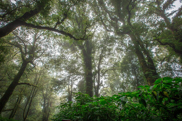 Close-up nature background, surrounded by big green trees, blurred mist of cold weather, wooden bridge to see the scenery while traveling, the beauty of the high mountain ecosystem