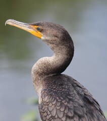 Portrait of a Blue Heron